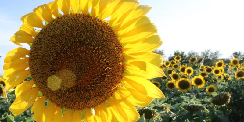 Photograph of a sunflower